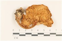 登錄號:F0028649藏品圖，第3張