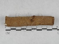 刺革菌屬藏品圖，第1張