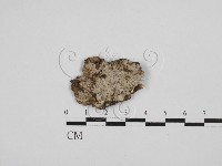 刺皮菌屬藏品圖，第1張