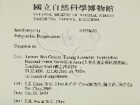 銳孔菌屬藏品圖，第2張