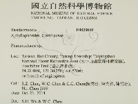 顯絲菌屬藏品圖，第2張