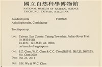 粗糙孢菌屬藏品圖，第2張