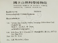 刺革菌屬藏品圖，第2張