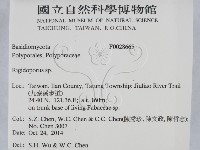 硬孔菌屬藏品圖，第2張