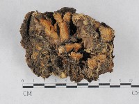 硬孔菌屬藏品圖，第1張