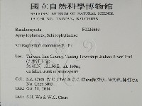 裂褶菌藏品圖，第2張