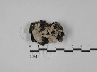 裂褶菌藏品圖，第1張