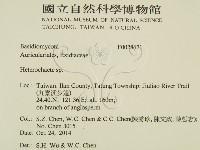 刺皮菌屬藏品圖，第2張