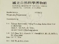 多年臥孔菌屬藏品圖，第2張