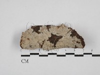 刺皮菌屬藏品圖，第1張