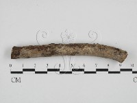 刺皮菌屬藏品圖，第1張