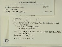 傑克菌屬藏品圖，第2張