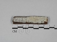 傑克菌屬藏品圖，第1張