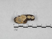 登錄號:F0028680藏品圖，第1張