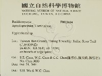 絲齒菌屬藏品圖，第2張