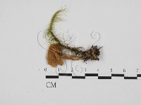 齒菌屬藏品圖，第1張