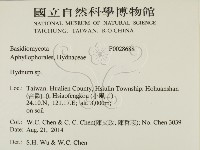 齒菌屬藏品圖，第2張