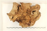 登錄號:F0028690藏品圖，第1張