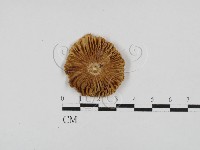 登錄號:F0028691藏品圖，第1張