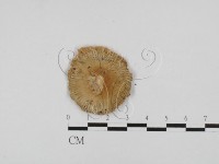 登錄號:F0028691藏品圖，第3張