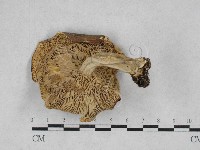 登錄號:F0028693藏品圖，第1張