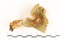 登錄號:F0028694藏品圖，第1張