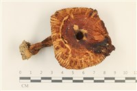 登錄號:F0028695藏品圖，第1張