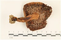 登錄號:F0028695藏品圖，第3張
