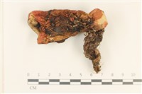 登錄號:F0028696藏品圖，第1張
