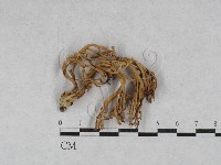 登錄號:F0028698藏品圖，第1張
