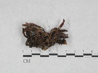 登錄號:F0028699藏品圖，第1張