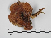 登錄號:F0028701藏品圖，第1張