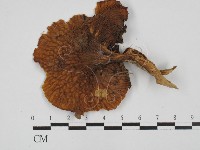 登錄號:F0028701藏品圖，第3張