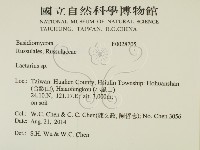 乳菇屬藏品圖，第2張