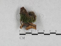 乳菇屬藏品圖，第3張