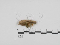 登錄號:F0028706藏品圖，第3張