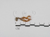 登錄號:F0028707藏品圖，第1張