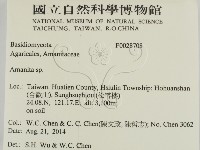 鵝膏屬藏品圖，第2張