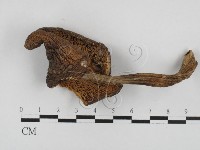 鵝膏屬藏品圖，第3張