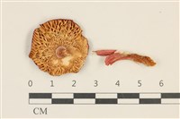 登錄號:F0028709藏品圖，第3張