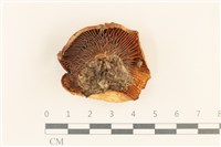 紅菇屬藏品圖，第3張