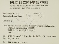 乳菇屬藏品圖，第2張