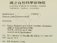 膠角耳屬藏品圖，第2張