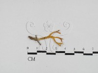 膠角耳屬藏品圖，第1張