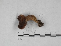 登錄號:F0028714藏品圖，第1張