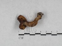 登錄號:F0028714藏品圖，第3張