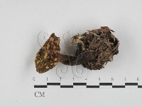 登錄號:F0028716藏品圖，第1張