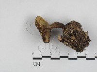 登錄號:F0028716藏品圖，第3張