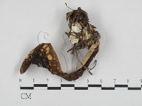 登錄號:F0028717藏品圖，第1張