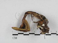 登錄號:F0028717藏品圖，第3張